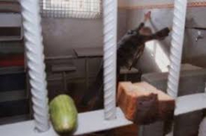 ՀՀ քրեակատարողական հիմնարկներում 13 կալանավոր հացադուլ է անում